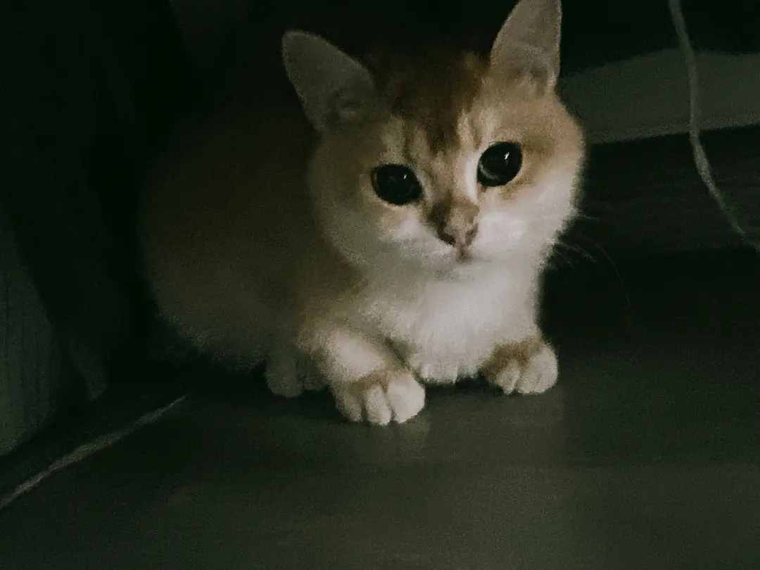 朋友家的可爱猫猫